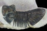 Trilobite (Paralejurus spatuliformis?) Fossil - Morocco #134381-4